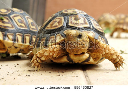 Leopard Tortoise coloring #7, Download drawings
