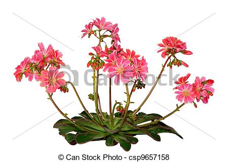 Lewisia clipart #12, Download drawings