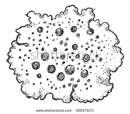 Lichen clipart #12, Download drawings