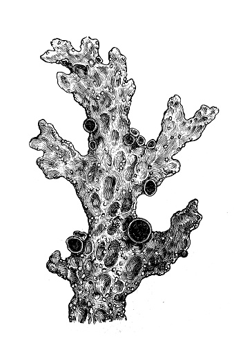 Lichen clipart #8, Download drawings