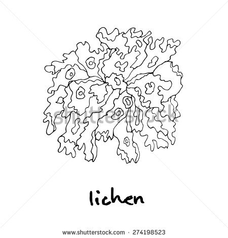Lichen clipart #16, Download drawings
