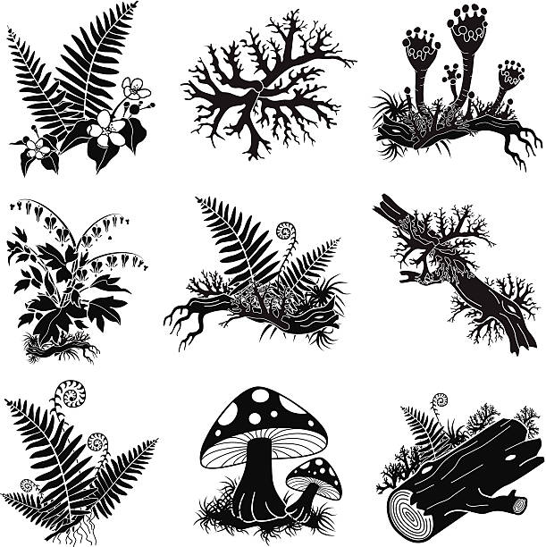 Lichen clipart #11, Download drawings