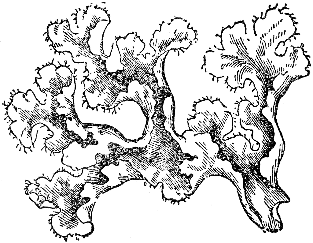Lichens coloring #12, Download drawings