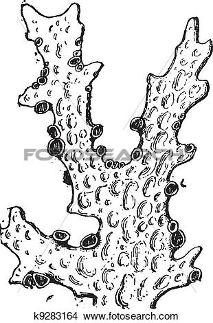 Lichen clipart #20, Download drawings