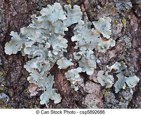 Lichen clipart #17, Download drawings