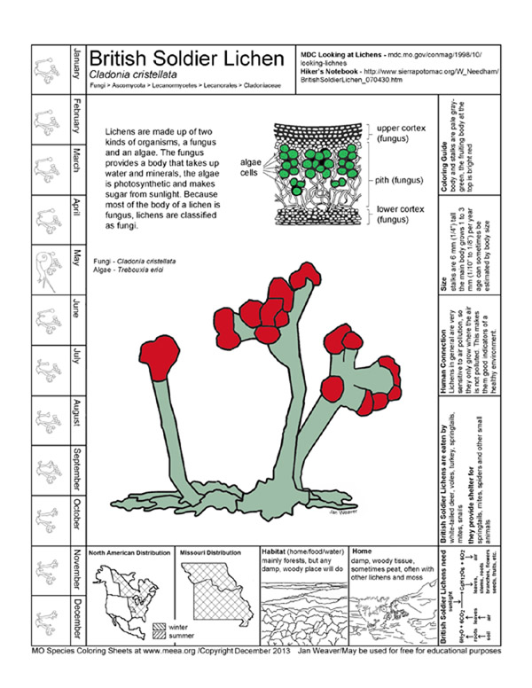 Lichen coloring #19, Download drawings