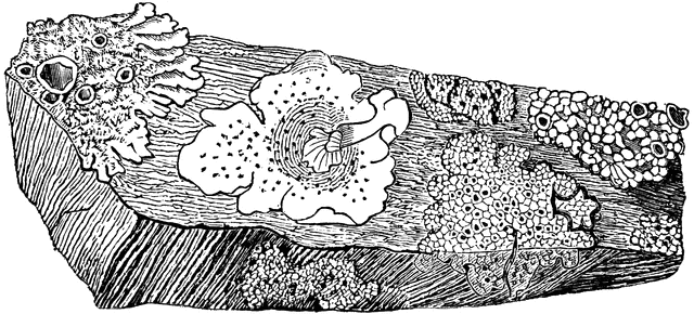 Lichens clipart #17, Download drawings