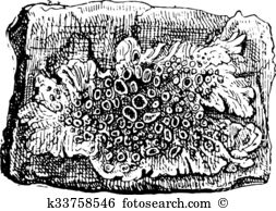 Lichens clipart #6, Download drawings