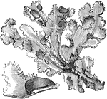 Lichens clipart #3, Download drawings