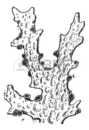 Lichens clipart #9, Download drawings