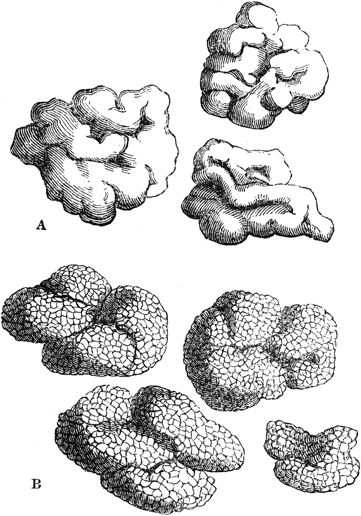 Lichens clipart #8, Download drawings