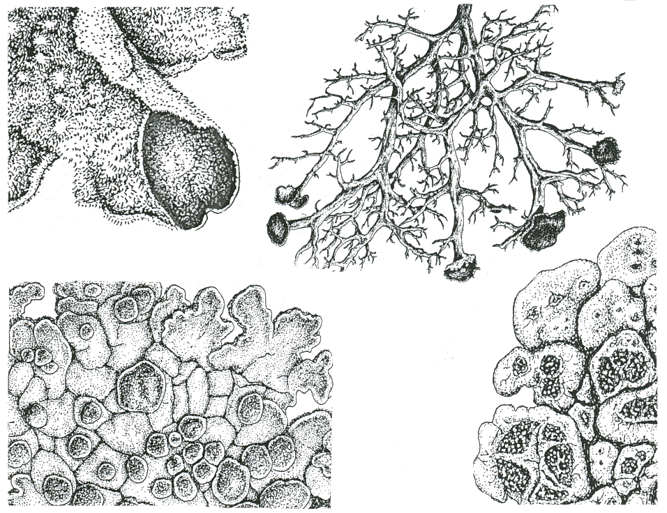 Lichens coloring #11, Download drawings