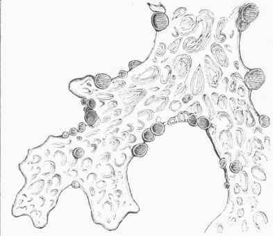 Lichens coloring #18, Download drawings