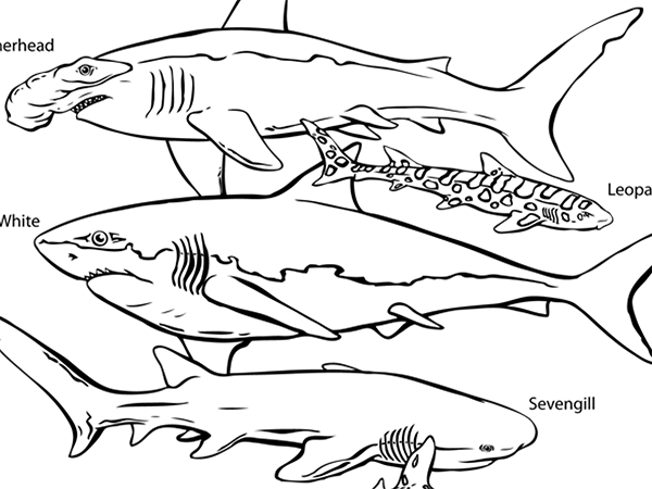 Aquarium coloring #1, Download drawings