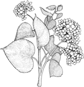 Lilac coloring #13, Download drawings