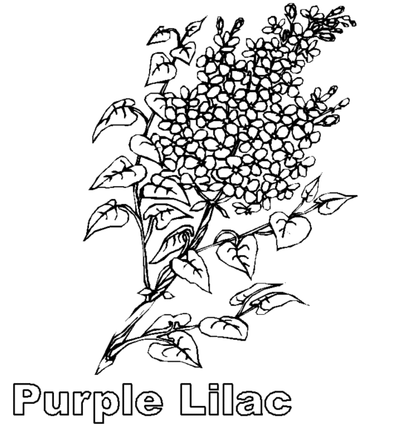 Lilac coloring #16, Download drawings