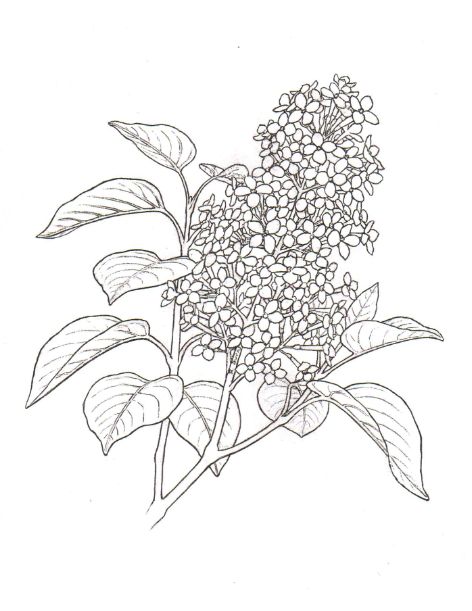 Lilac coloring #11, Download drawings