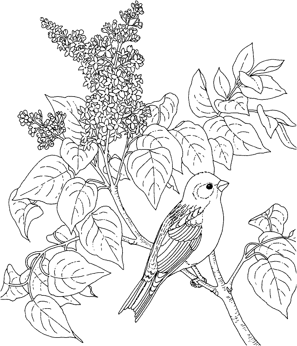 Lilac coloring #10, Download drawings