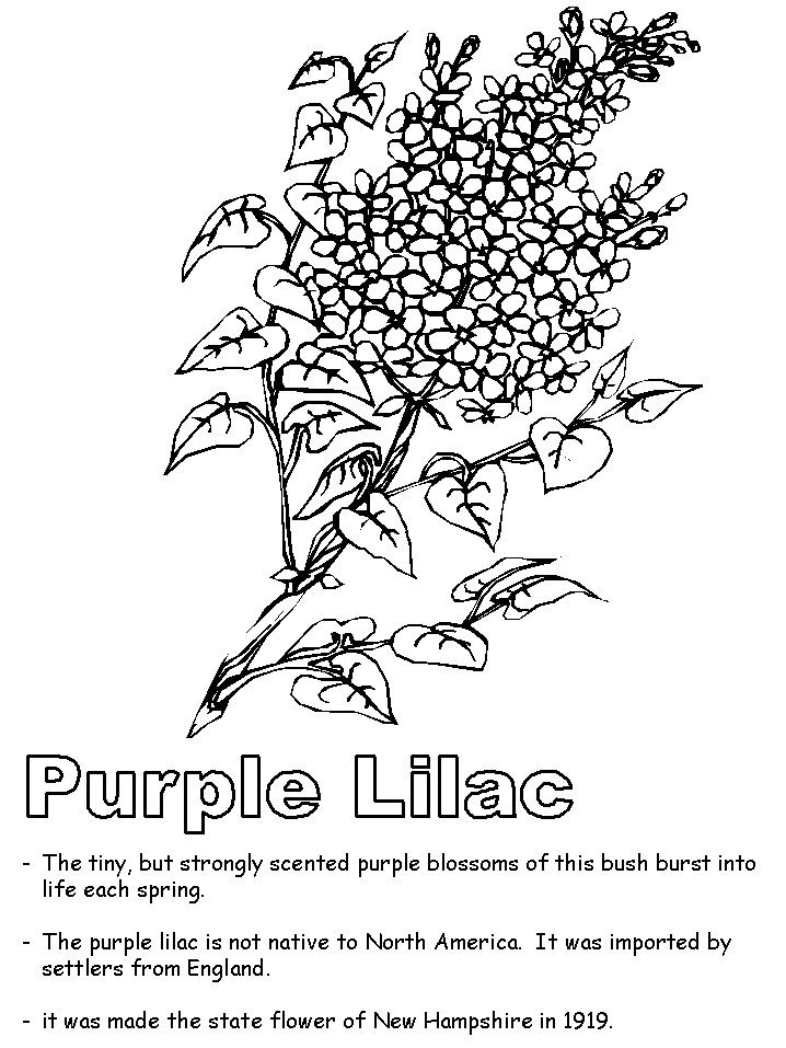 Lilac coloring #12, Download drawings