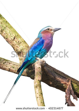 Lilac-breasted Roller clipart #3, Download drawings