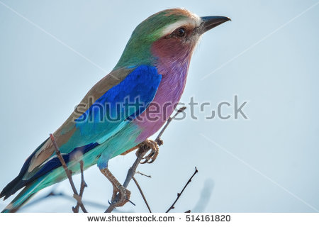 Lilac-breasted Roller clipart #4, Download drawings