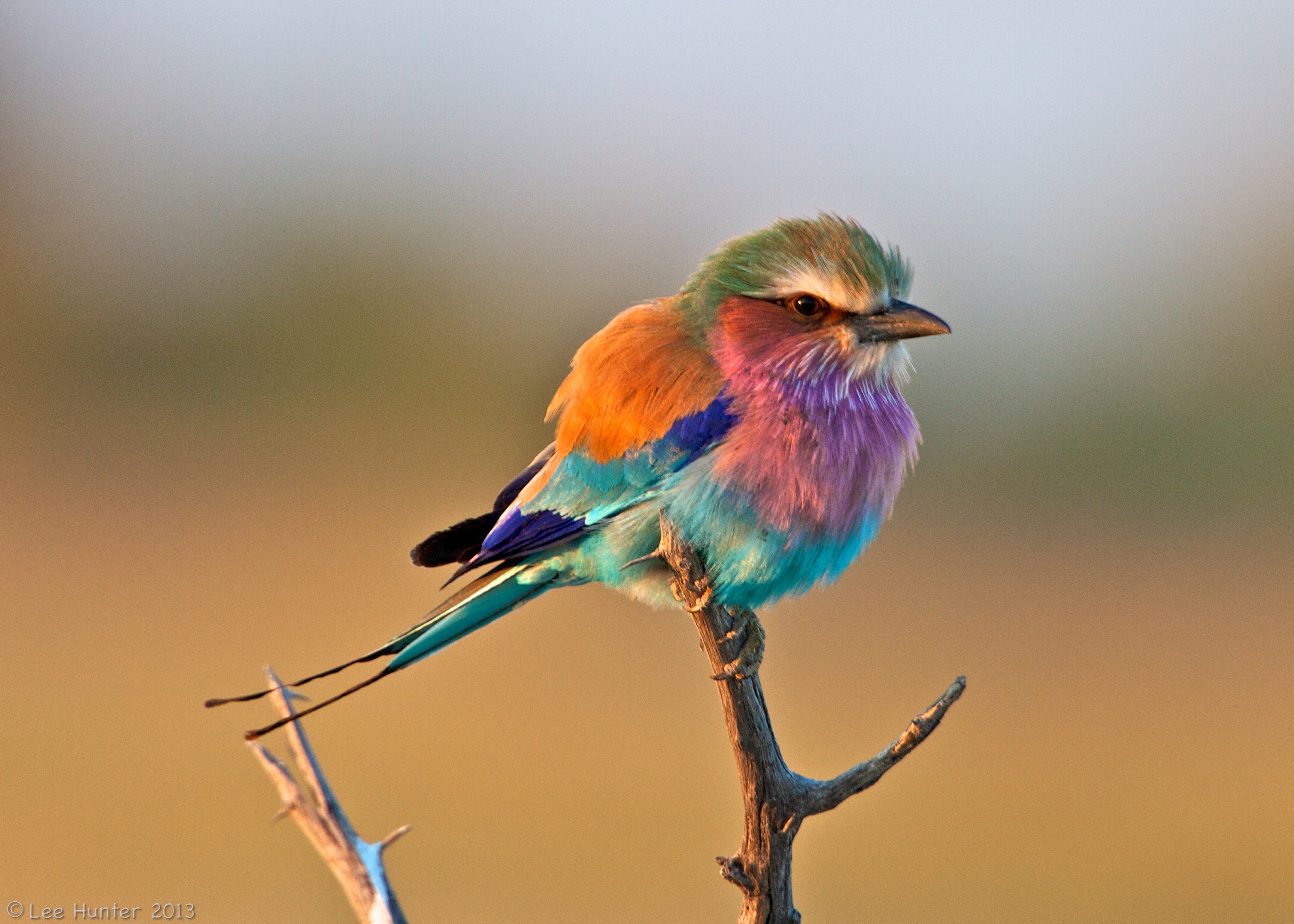 Lilac-breasted Roller clipart #1, Download drawings
