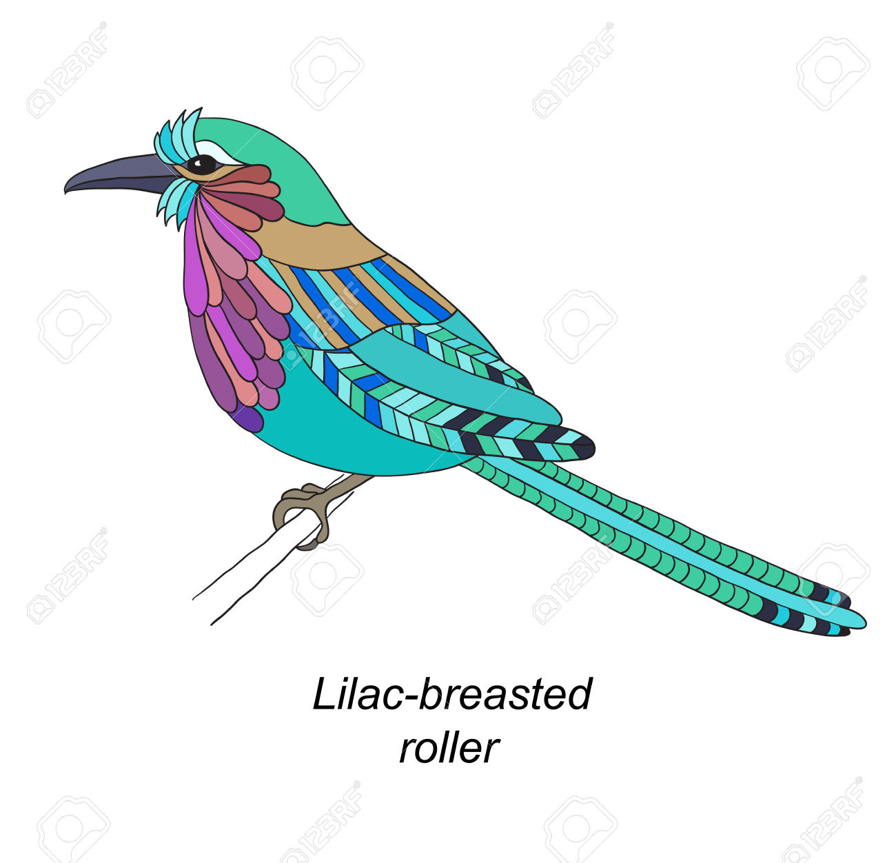 Lilac-breasted Roller clipart #13, Download drawings