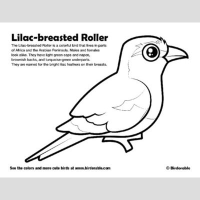 Lilac-breasted Roller coloring #20, Download drawings