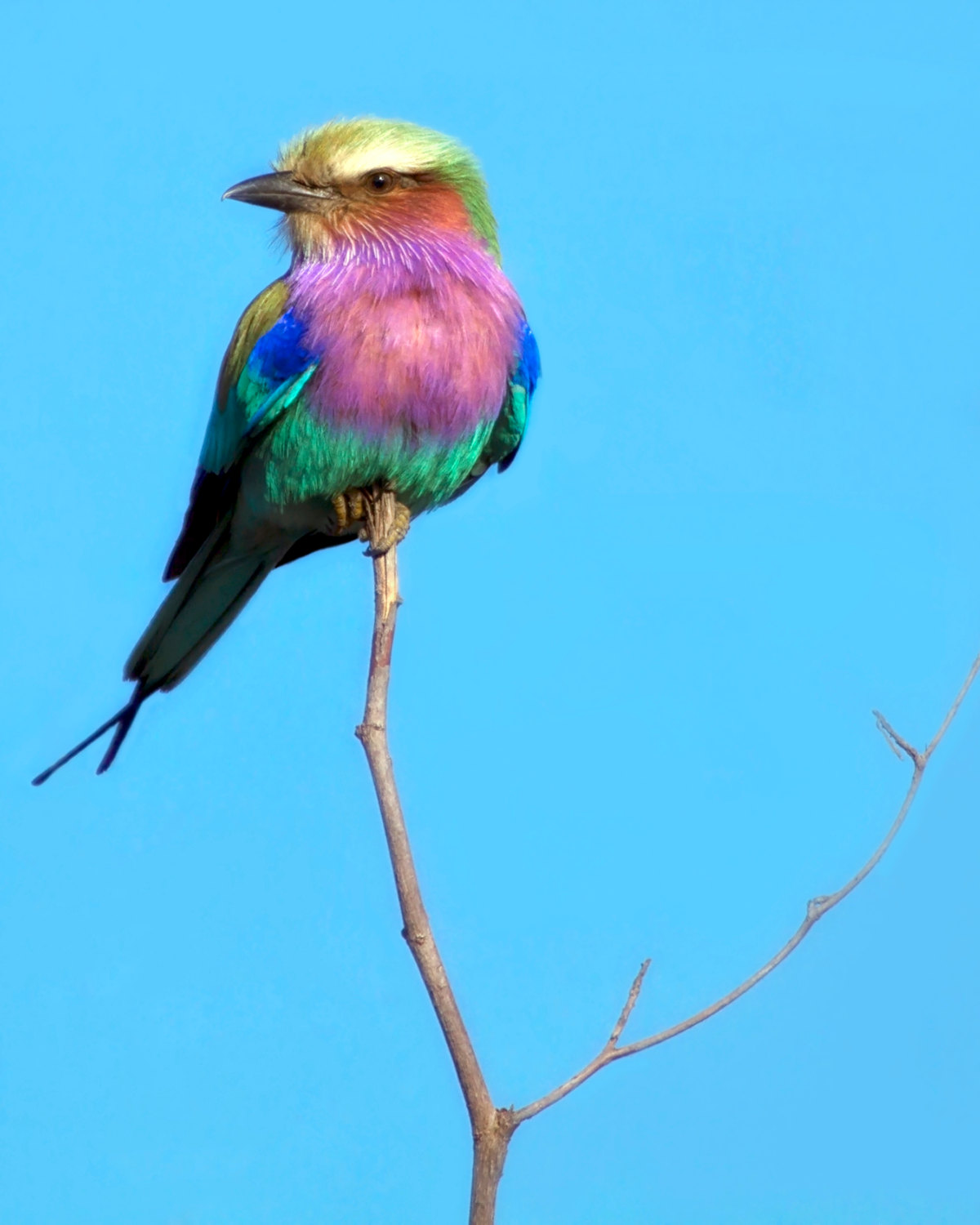 Lilac-breasted Roller coloring #12, Download drawings
