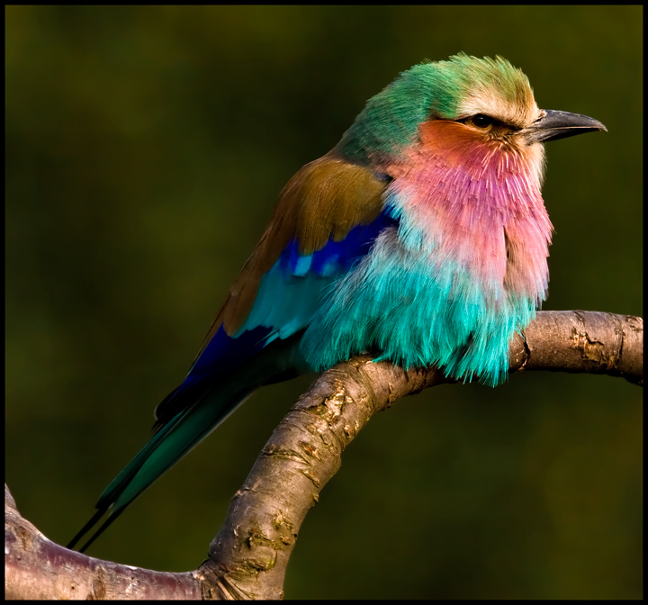Lilac-breasted Roller coloring #2, Download drawings