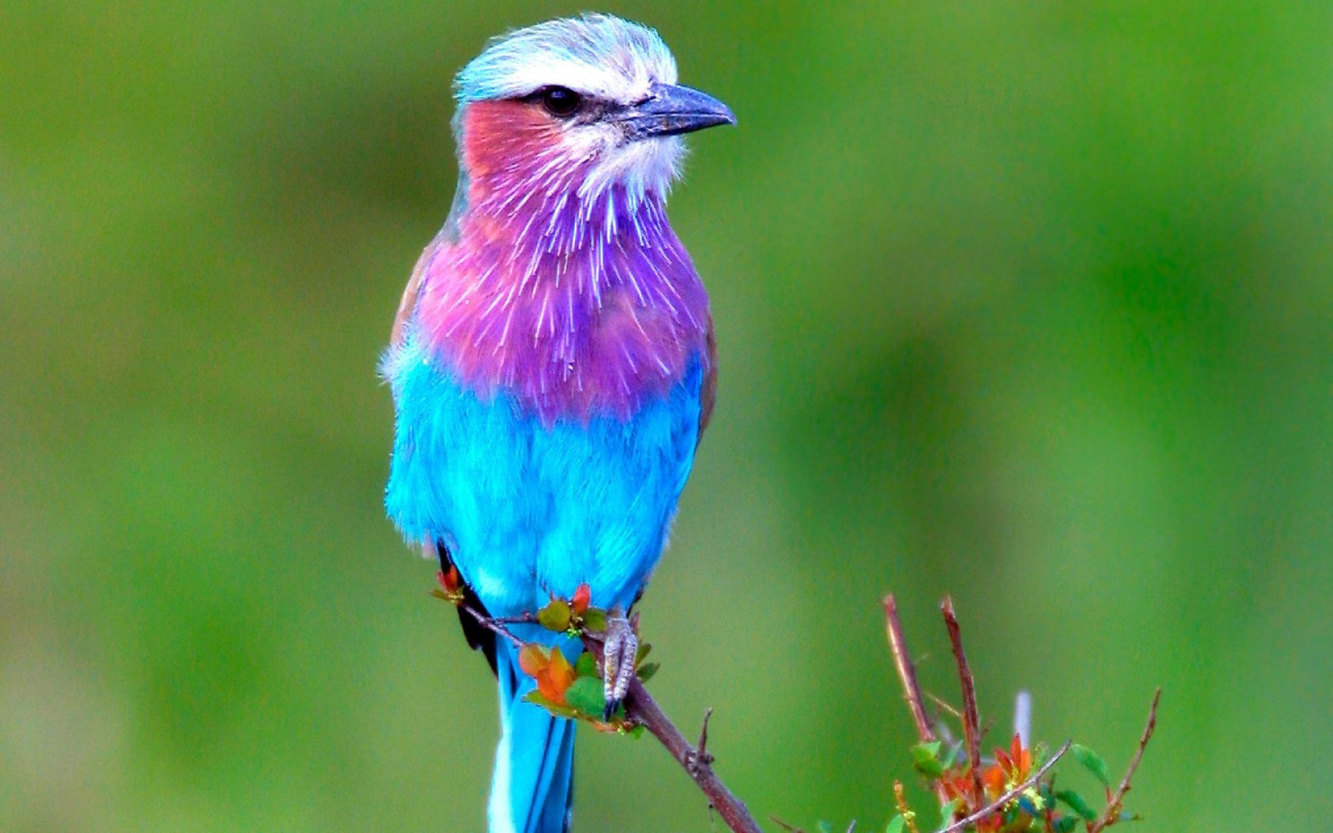 Lilac-breasted Roller coloring #1, Download drawings