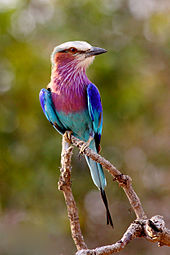 Lilac-breasted Roller coloring #9, Download drawings