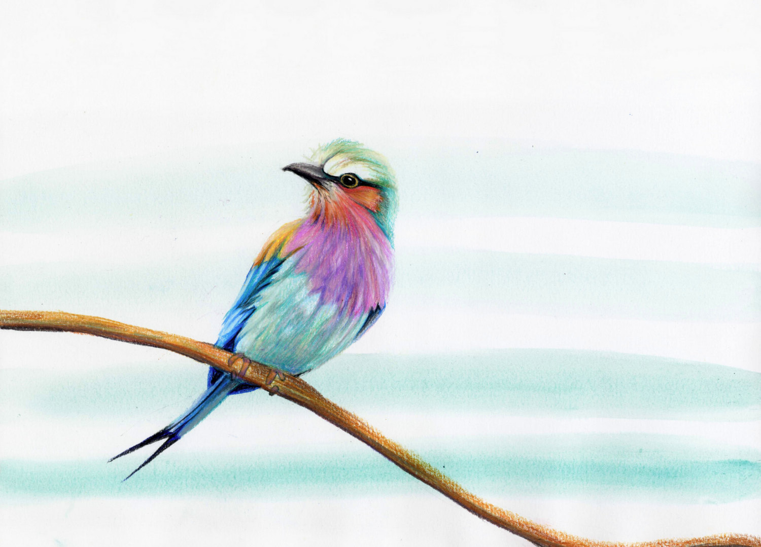 Lilac-breasted Roller coloring #5, Download drawings