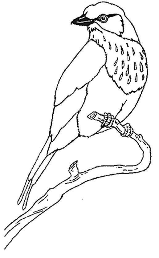 Lilac-breasted Roller coloring #17, Download drawings