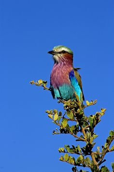 Lilac-breasted Roller svg #2, Download drawings