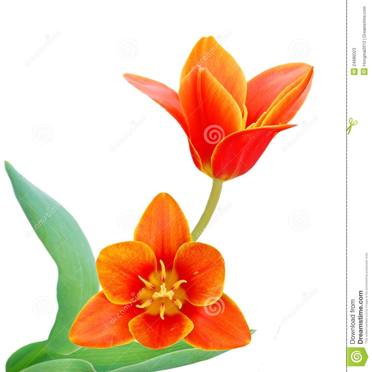 Liliaceae clipart #20, Download drawings