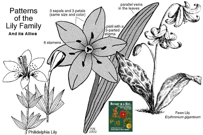 Liliaceae coloring #3, Download drawings