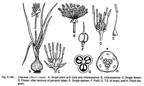 Liliaceae coloring #13, Download drawings