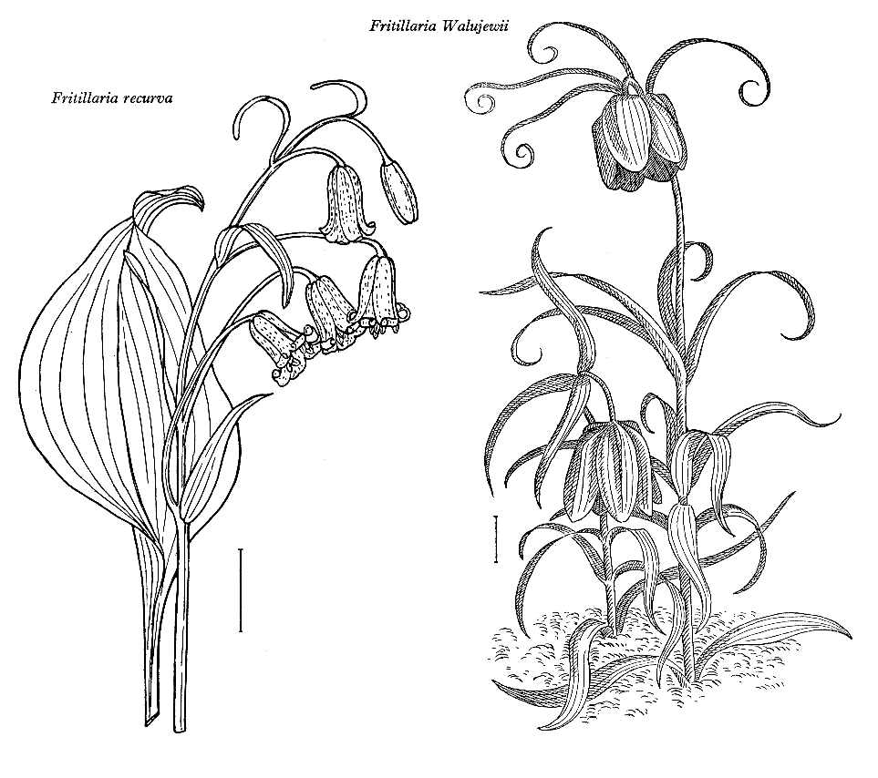 Liliaceae coloring #20, Download drawings