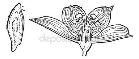Liliaceae coloring #19, Download drawings