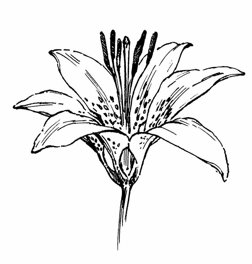 Liliaceae coloring #16, Download drawings