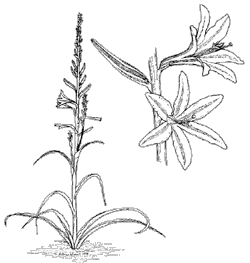 Liliaceae coloring #11, Download drawings