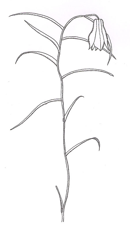 Liliaceae coloring #17, Download drawings