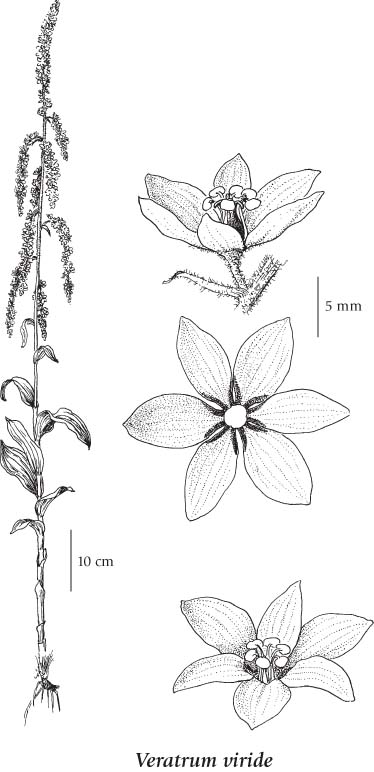 Liliaceae coloring #5, Download drawings