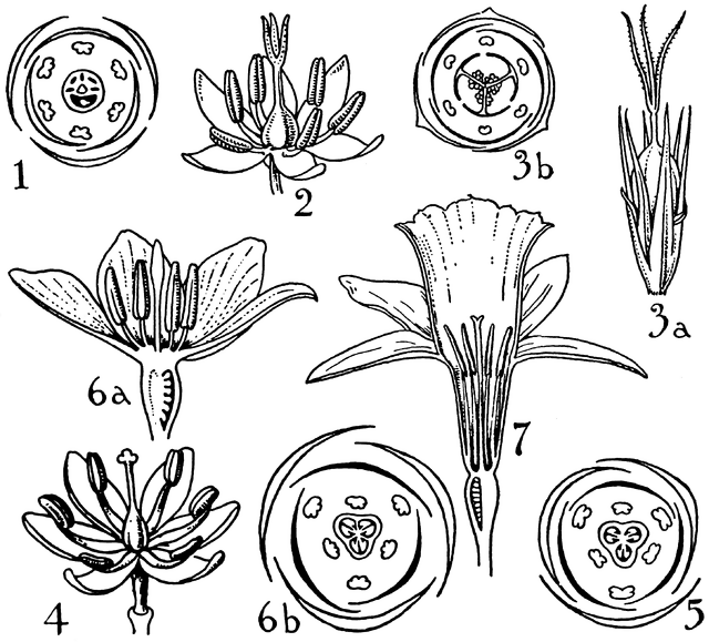 Liliaceae coloring #6, Download drawings