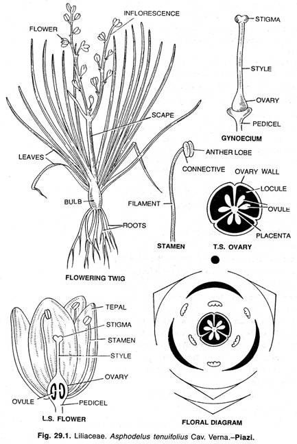 Liliaceae coloring #1, Download drawings