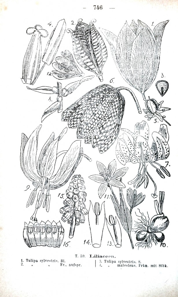 Liliaceae coloring #7, Download drawings