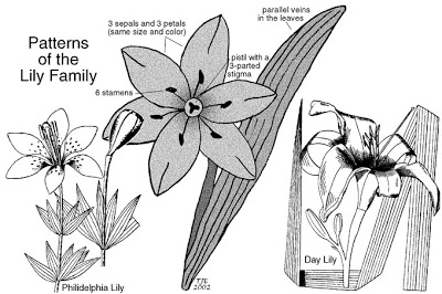 Liliaceae coloring #9, Download drawings