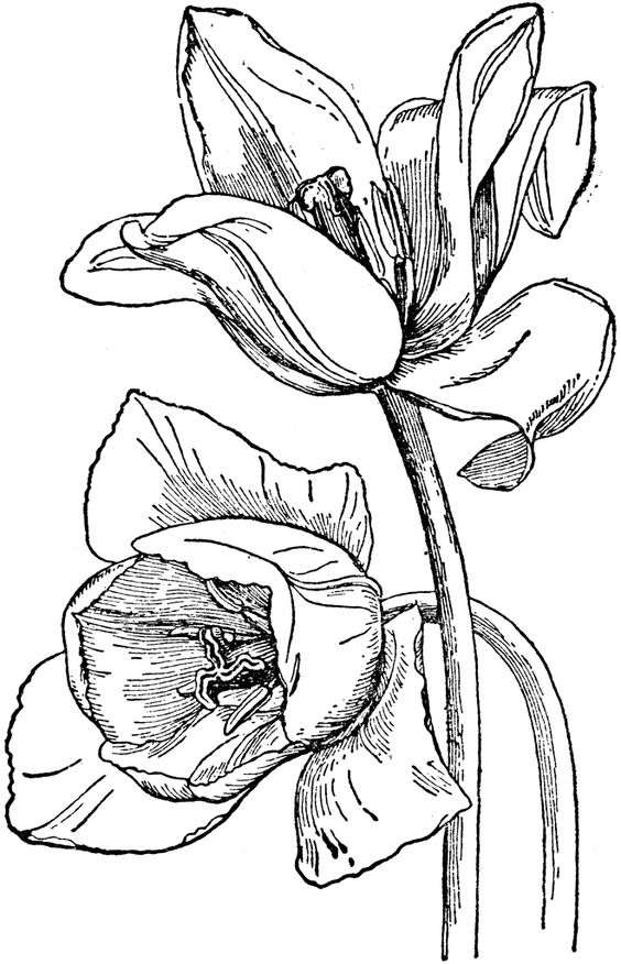 Liliaceae coloring #8, Download drawings
