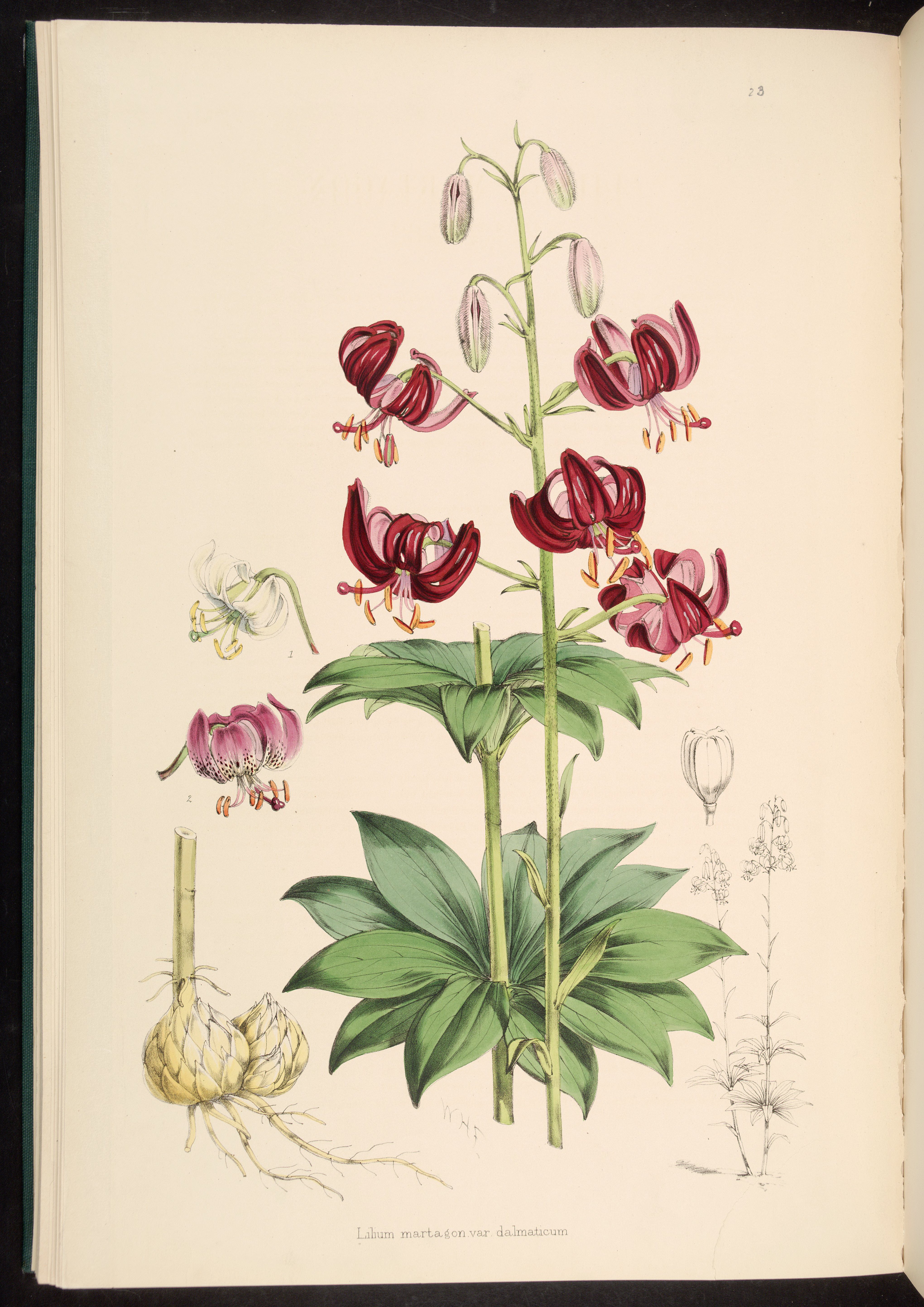 Liliaceae svg #6, Download drawings